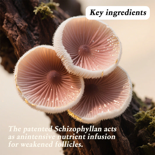 Analysis of Schizophyllan Hair Loss Prevention and Regrowth Efficacy: A Natural, Gentle Scalp Care and Hair Repair Solution