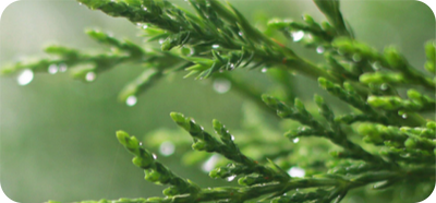Biota Leaf Extract