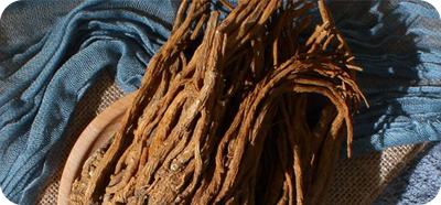 Angelica Root